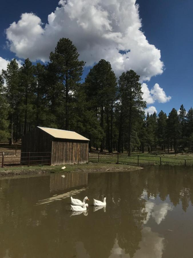 Grand Canyon 1Bd Loft/Suite-Horseback Riding-Shooting-Dogs Ok! Parks エクステリア 写真